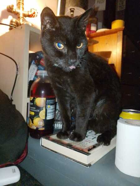 Chicken, Dreamies and Lickelix - the Excellent Cats form a disorderly queue