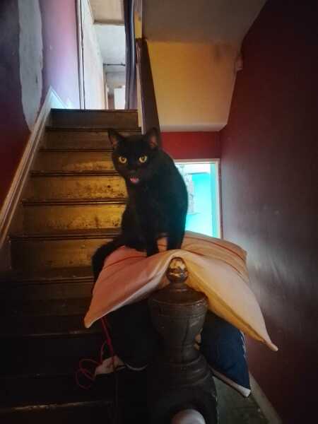 Chicken, Dreamies and Lickelix - the Excellent Cats form a disorderly queue