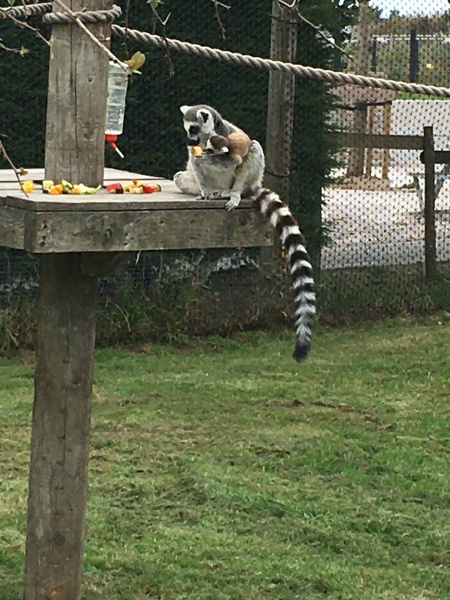 Chicken, Dreamies and Lickelix - the Excellent Cats form a disorderly queue