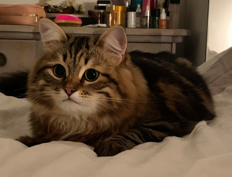 Cat jumped on baby! GP?