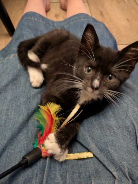 New very young kitten, where should it sleep?