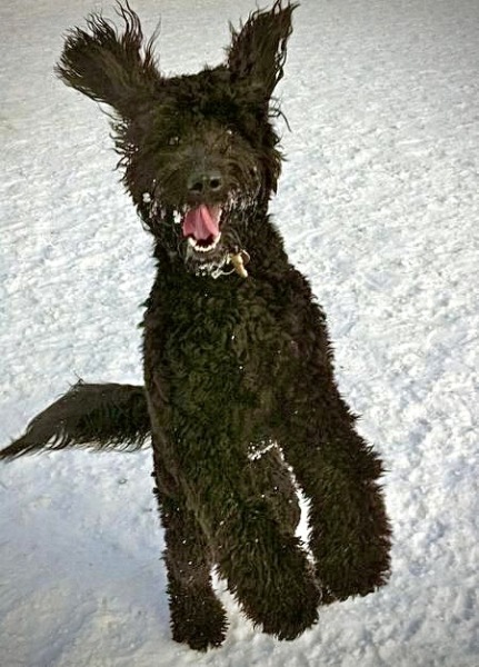 Thinking of getting a poodle cross?