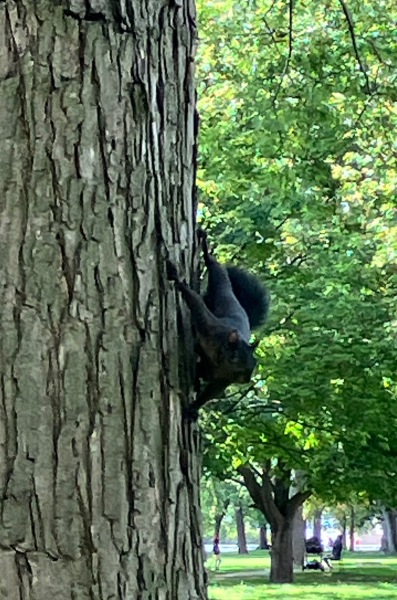 Thread 30 Starmer - Magic Roundabouts