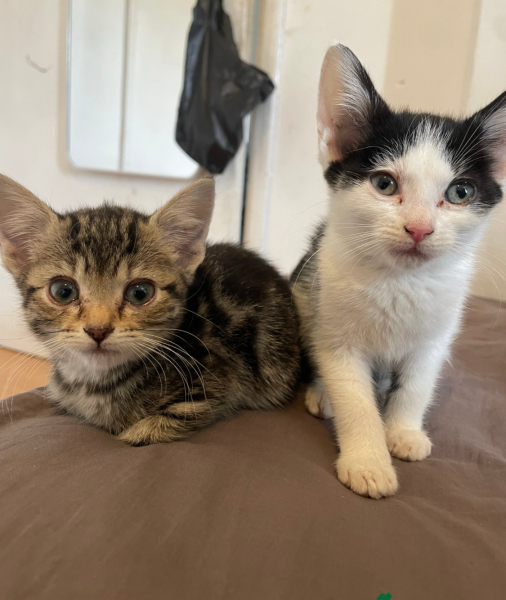 Help me name these little squishes