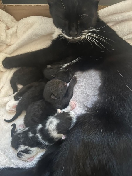 There is a pregnant cat in DD's bedroom