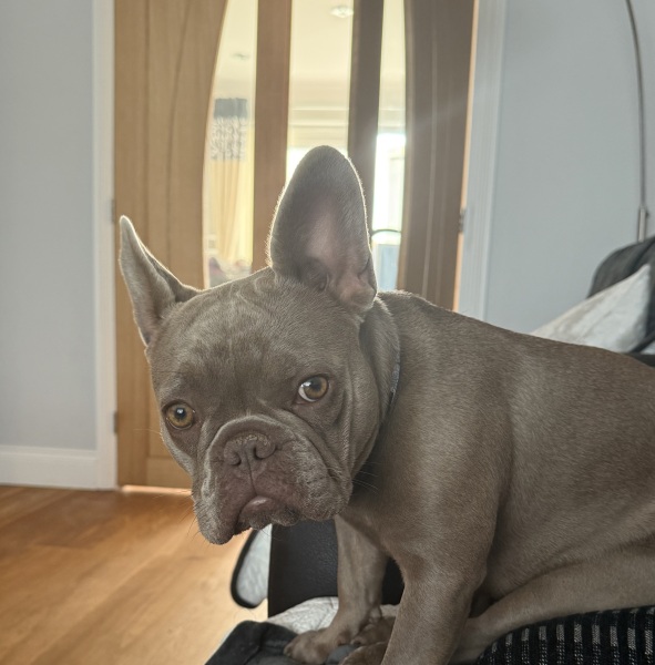 Dogs suddenly everywhere