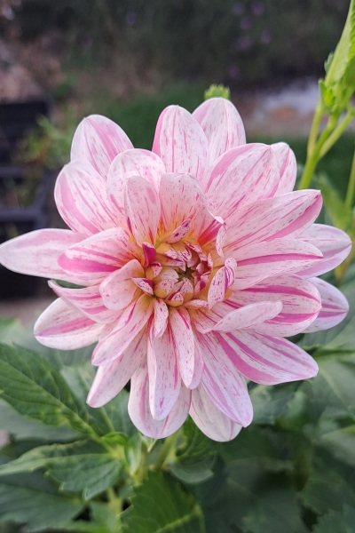 Who wants to look at my dahlias