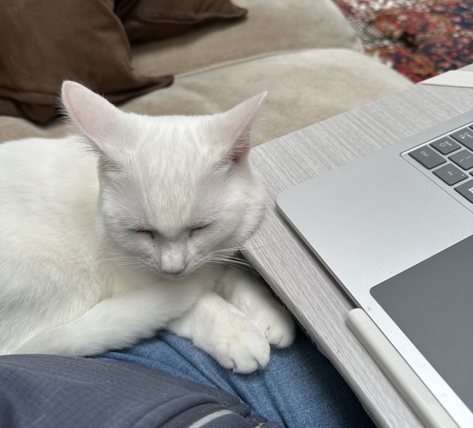 The One after the One where the Excellent Cats posed for a calendar