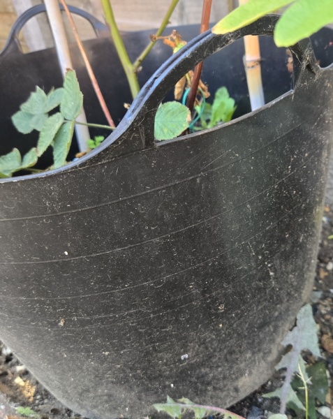 Acer care & container
