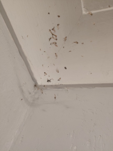 I am overrun with fruit flies and I do t know what else to try!!