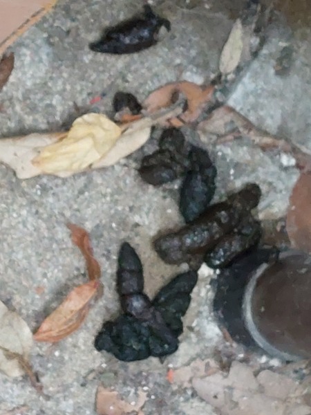 Hedgehog poo?