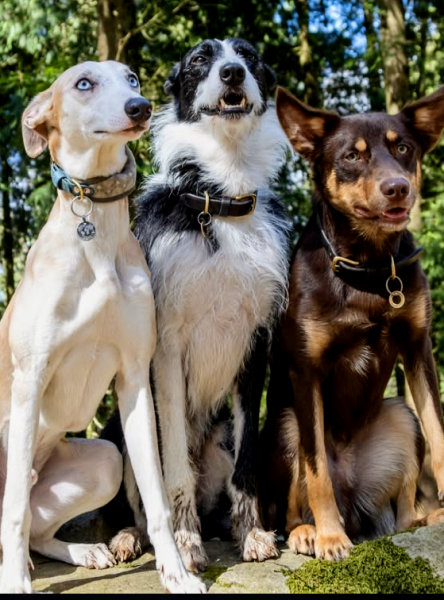 Dogs suddenly everywhere