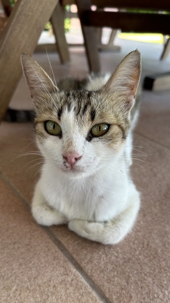 Chicken, Dreamies and Lickelix - the Excellent Cats form a disorderly queue