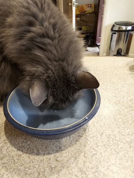 Chicken, Dreamies and Lickelix - the Excellent Cats form a disorderly queue