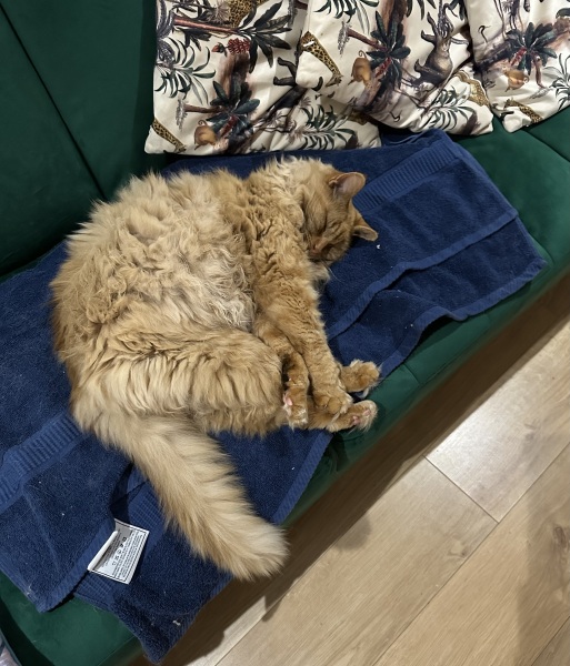Cat still hiding under sofa