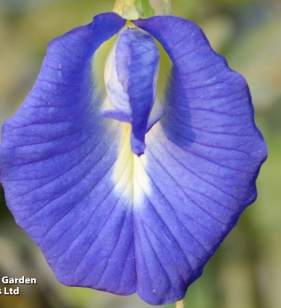 The Bluestocking does a late night flit again