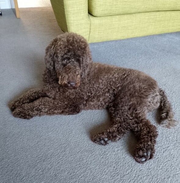 Thinking of getting a poodle cross?