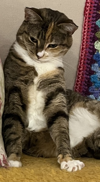 The One after the One where the Excellent Cats posed for a calendar