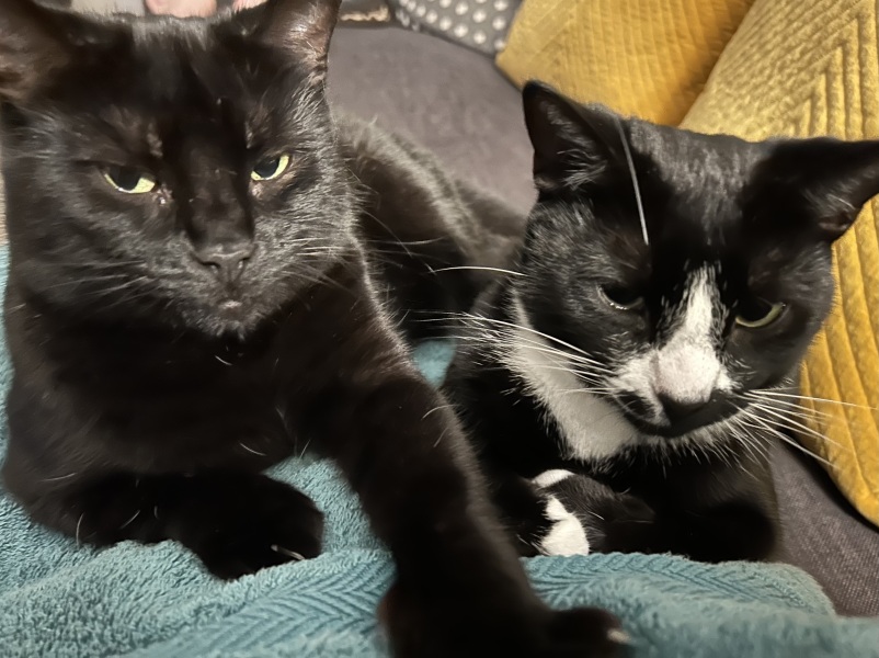 The One after the One where the Excellent Cats posed for a calendar