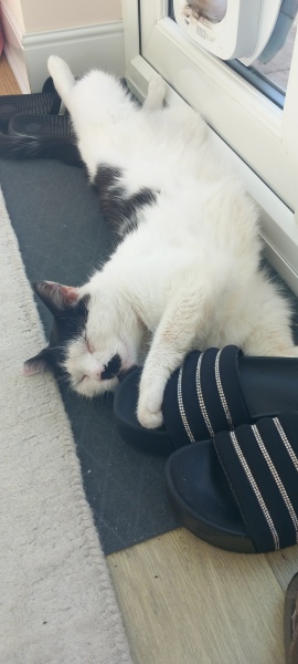 Chicken, Dreamies and Lickelix - the Excellent Cats form a disorderly queue