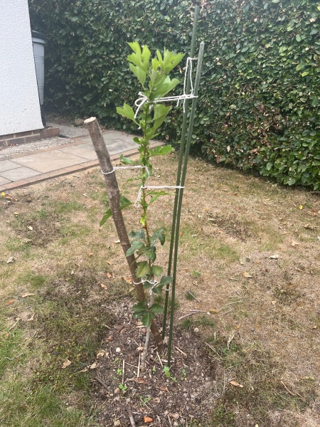How to "train" young tree