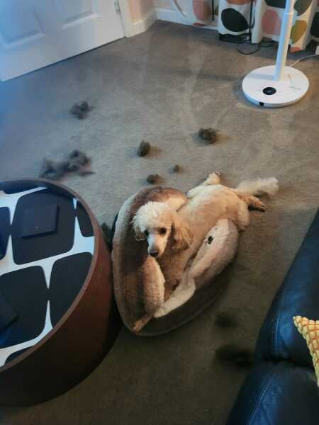 Thinking of getting a poodle cross?
