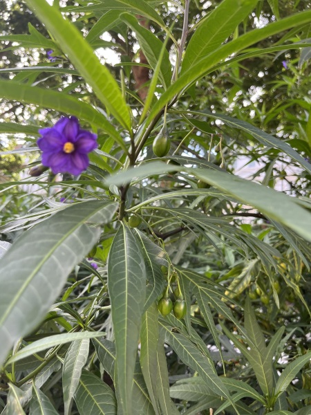 Anyone know what this shrub is?