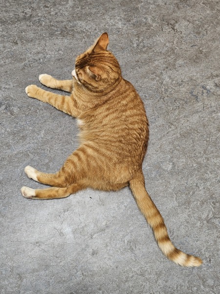 The One after the One where the Excellent Cats posed for a calendar