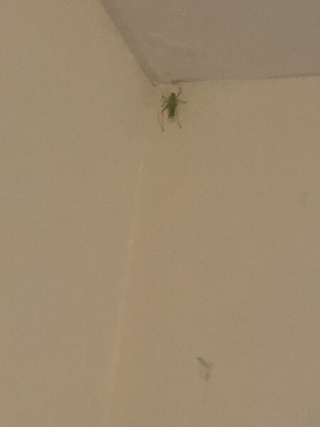 ‘the fuck is this & why’s it in my bedroom?