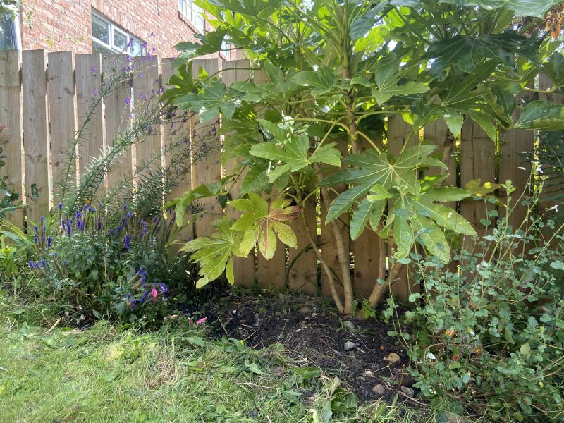 What have you done in the garden today? Part 7