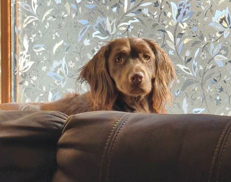Dog barking is getting worse