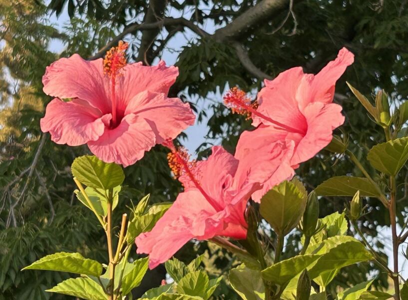 Thread 29 Starmer - Paint your Bandwagon