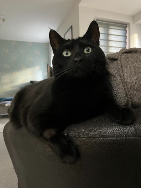 Anyone want a stubborn ass cat?