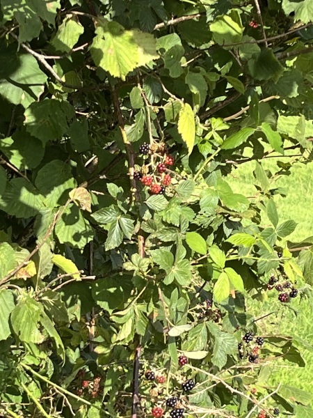 Blackberry picking Q