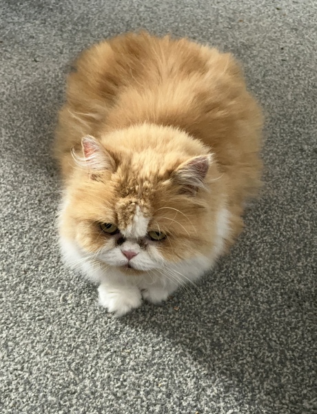 Thread 28 Starmer - Weodmonath