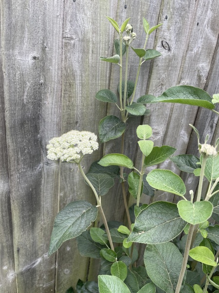 What is this? (It is not a hydrangea!)