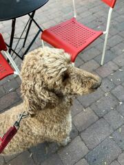 Give me some breed ideas!