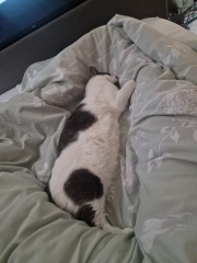 Cats changing sleeping places - where is the new favourite?!