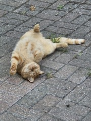 Chicken, Dreamies and Lickelix - the Excellent Cats form a disorderly queue