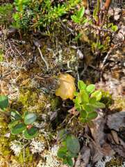 Year round Nigel Slater discussion thread Part 2