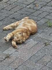 Chicken, Dreamies and Lickelix - the Excellent Cats form a disorderly queue