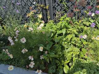 Garden disaaaaaaaaster! I've got no right to take my place with the human race