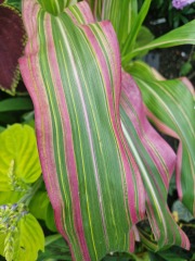 Anyone else planting a jungle/tropical garden?
