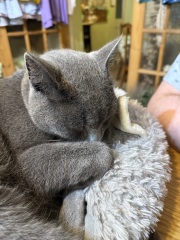 Chicken, Dreamies and Lickelix - the Excellent Cats form a disorderly queue