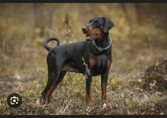 Can we all just agree that Daschunds...