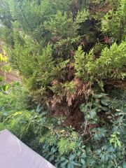 Are these shrubs dying or is it just the effects of drought?