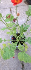 What are these?
