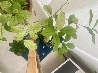 Citrus tree headache