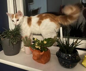 The One after the One where the Excellent Cats posed for a calendar