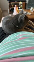 Chicken, Dreamies and Lickelix - the Excellent Cats form a disorderly queue